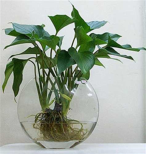 Cây thanh tâm mang ý nghĩa phong thủy là giúp bình lặng tâm hồn, xua tan những điều không hay trong cuộc sống. Chúng có sức sống bền bỉ, mãnh liệt và công chăm sóc không quá cầu kỳ. Hiện giá bán của chậu cảnh thanh tâm dao động từ 150.000 - 250.000 đồng. 