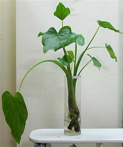 Môn tay Phật mang ý nghĩa cầu sự an lành, bình yên. Ngoài ra, đây còn là loại cây giúp đuổi côn trùng, muỗi rất hiệu nghiệm. 