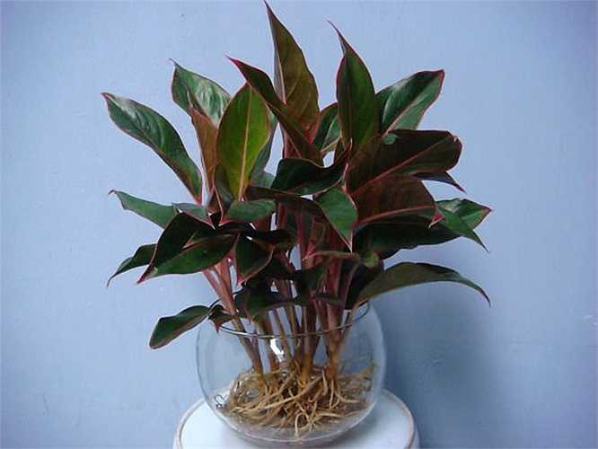 Cây phú quý không chỉ đẹp mà còn hàm ý về sự giàu sang, phú quý, tài lộc năm mới. Mỗi chậu cây có giá từ 250.000 đồng. 