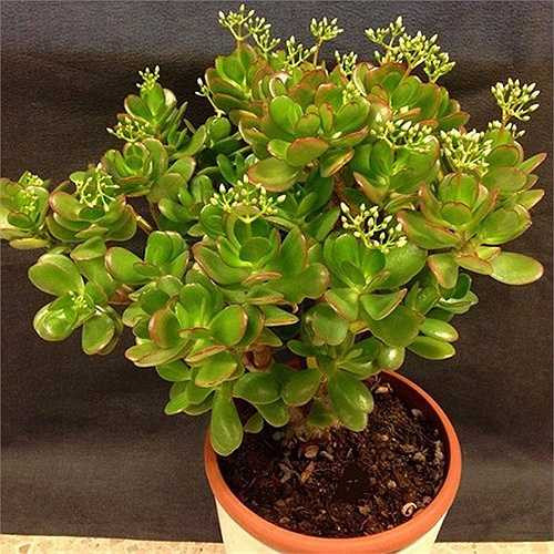 Cây ngọc bích được đặt đúng vị trí mang lại sức khỏe và sự may mắn cho gia chủ. Ngọc bích được coi là cây thuộc hành Kim, do đó nên đặt chúng ở hướng Tây hoặc Tây Bắc. Với những người kinh doanh buôn bán, ngọc bích có tác dụng hút tài lộc do vậy sẽ họ thường đặt nó ở bên quầy thu ngân, máy đếm tiền... hoặc cửa ra vào. 