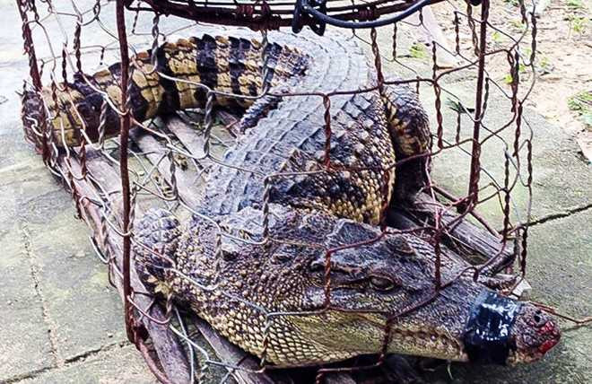 Con cá sấu người dân bắt được. Ảnh: Kiểm lâm Quảng Nam.