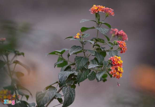 Cây cối cách lò vôi hàng trăm mét vẫn bị nhuốm bụi bởi bụi than.