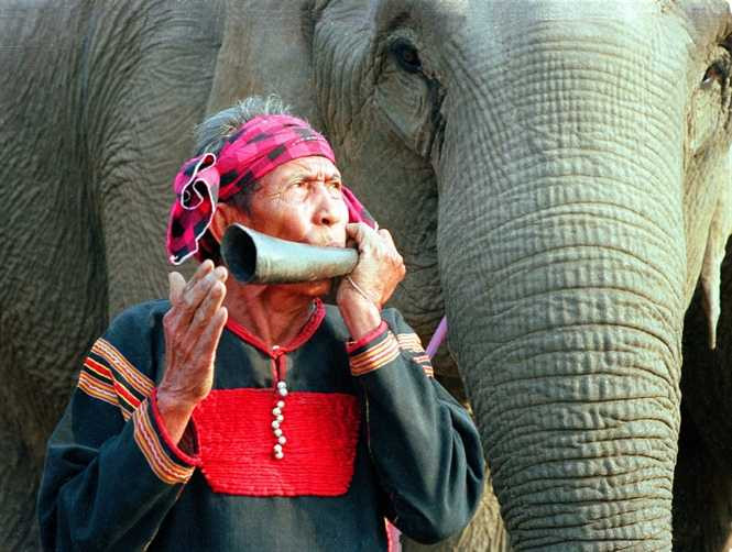 Vua voi Ama Kông (ảnh tư liệu)