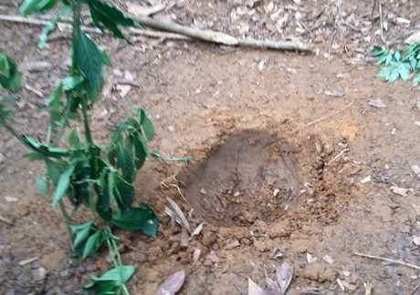 Dấu vết vật thể lạ in trên nền đất vườn nhà bà Lợi.