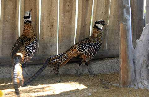 Chim trĩ Hoàng Đế được nuôi ở Vườn chim Việt của anh Giáp ra đời cách đây hơn 10 năm, là trại nuôi chim đầu tiên và duy nhất cho đến nay được cấp phép nuôi chim sinh sản và bảo tồn các loài động vật quý hiếm ở Việt Nam.