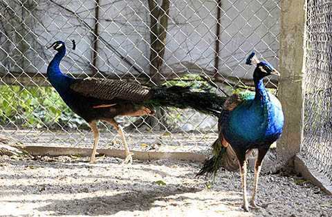 Chim Công cũng được nhân giống và nuôi nhiều trong Vườn Chim Việt. Anh Giáp cho biết, khoảng 50% động vật trong trang trại như chim trĩ, vịt trời… được nuôi làm thương phẩm. Những loài có giá trị lên đến hàng trăm triệu đồng/con như vẹt, hồng hạc, hắc hạc, anh chỉ để bảo tồn và nuôi chơi, chứ không bán mà bán chim giống và lấy tiền đó để đầu tư cho trang trại.