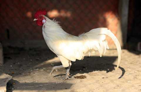 Gà rừng tai trứng cũng được nuôi trong môi trường bán hoang dã của trang trại và được được anh Giáp nhân giống thành công.