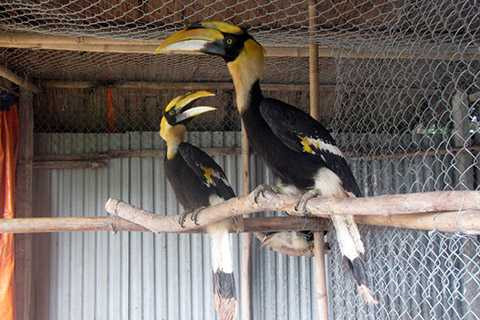 Anh Giáp giới thiệu với chúng tôi một đàn chim Lạc Hồng, còn được giới điểu học gọi là chim Việt - loài được in hình trên trống đồng, quốc bảo của Việt Nam nhưng lại rất ít người biết về nó.