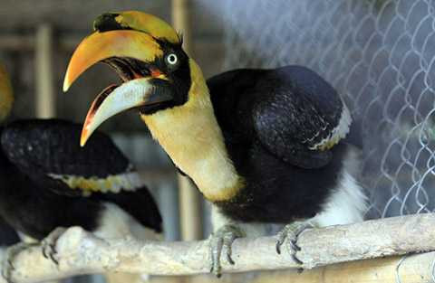 Anh thổ lộ: Tôi lấy tên loài chim này để đặt cho trang trại của mình. Người Việt có quyền tự hào về rất nhiều loài chim quý, đặc hữu nhưng vấn đề là chúng ta cần biết trân trọng, bảo tồn”.