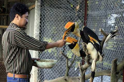 Hiện trang trại của anh Giáp có hơn chục con chim Lạc Hồng. Đây là loài chim anh không bán, chỉ để lại trang trại để nuôi và nhân giống.