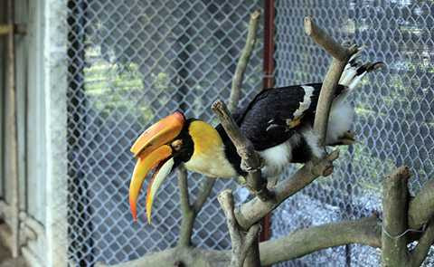 Việc nuôi chim Lạc Hồng khá tốn khém và việc nhân giống chim này gặp nhiều khó khăn, tỉ lệ thành công chưa cao.