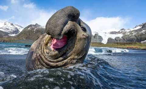 Hải tượng Bắc Mỹ - Đây là loài vật ăn thịt sống lớn nhất thế giới. Con lớn nhất có thể dài tới gần 7m và cân nặng hơn 5 tấn. Chúng có thể lặn sâu trong vòng 2 giờ đồng hồ mà không cần lấy không khí Hải tượng Bắc Mỹ - Đây là loài vật ăn thịt sống lớn nhất thế giới. Con lớn nhất có thể dài tới gần 7m và cân nặng hơn 5 tấn. Chúng có thể lặn sâu trong vòng 2 giờ đồng hồ mà không cần lấy không khí