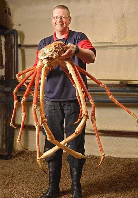 Cua nhện - loài cua duy nhất có sải chân dài gần 4m. Loài cua nhện khổng lồ này thường sống ở các vùng biển của Nhật Bản. Sải chân này cho phép chúng có thể thoải mái bơi lội ở vùng biển nước sâu khoảng 600m. Cua nhện - loài cua duy nhất có sải chân dài gần 4m. Loài cua nhện khổng lồ này thường sống ở các vùng biển của Nhật Bản. Sải chân này cho phép chúng có thể thoải mái bơi lội ở vùng biển nước sâu khoảng 600m.