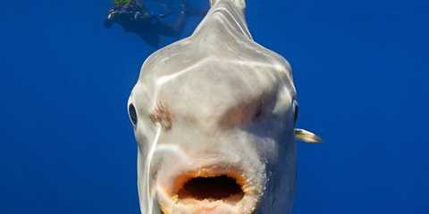 Cá mặt trời. Loài cá có cái tên khá hay nhưng thực tế là lại là một trong những loài cá có bề ngoài tệ hại nhất thế giới. Cá mặt trời có chiều dài thân thể khoảng 2m và nặng tới gần 1 tấn. Chúng sống ở vùng biển sâu tại tất cả mọi nơi trên thế giới Cá mặt trời. Loài cá có cái tên khá hay nhưng thực tế là lại là một trong những loài cá có bề ngoài tệ hại nhất thế giới. Cá mặt trời có chiều dài thân thể khoảng 2m và nặng tới gần 1 tấn. Chúng sống ở vùng biển sâu tại tất cả mọi nơi trên thế giới