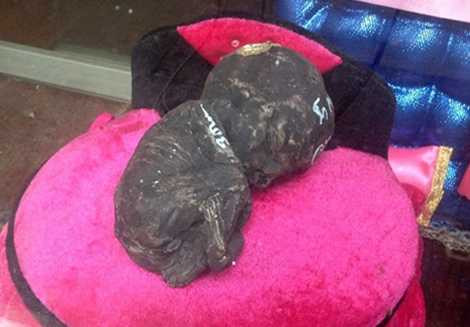 Nhiều người nuôi Kumanthoong như nuôi em bé.