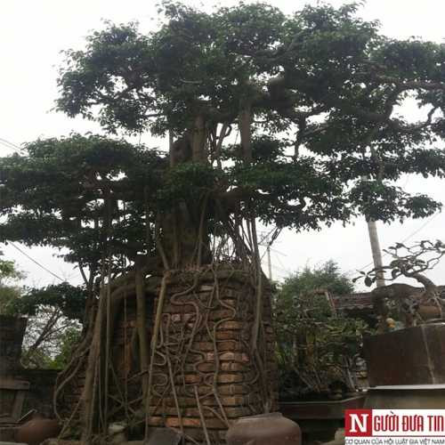 Cây sanh trăm tuổi của anh Trần Ngọc Thuấn được nhiều đại gia dạm hỏi. Ảnh H.H Cây sanh trăm tuổi của anh Trần Ngọc Thuấn được nhiều đại gia dạm hỏi. Ảnh H.H