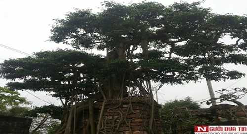 Cận cảnh gốc sanh cổ. Ảnh H.H Cận cảnh gốc sanh cổ. Ảnh H.H