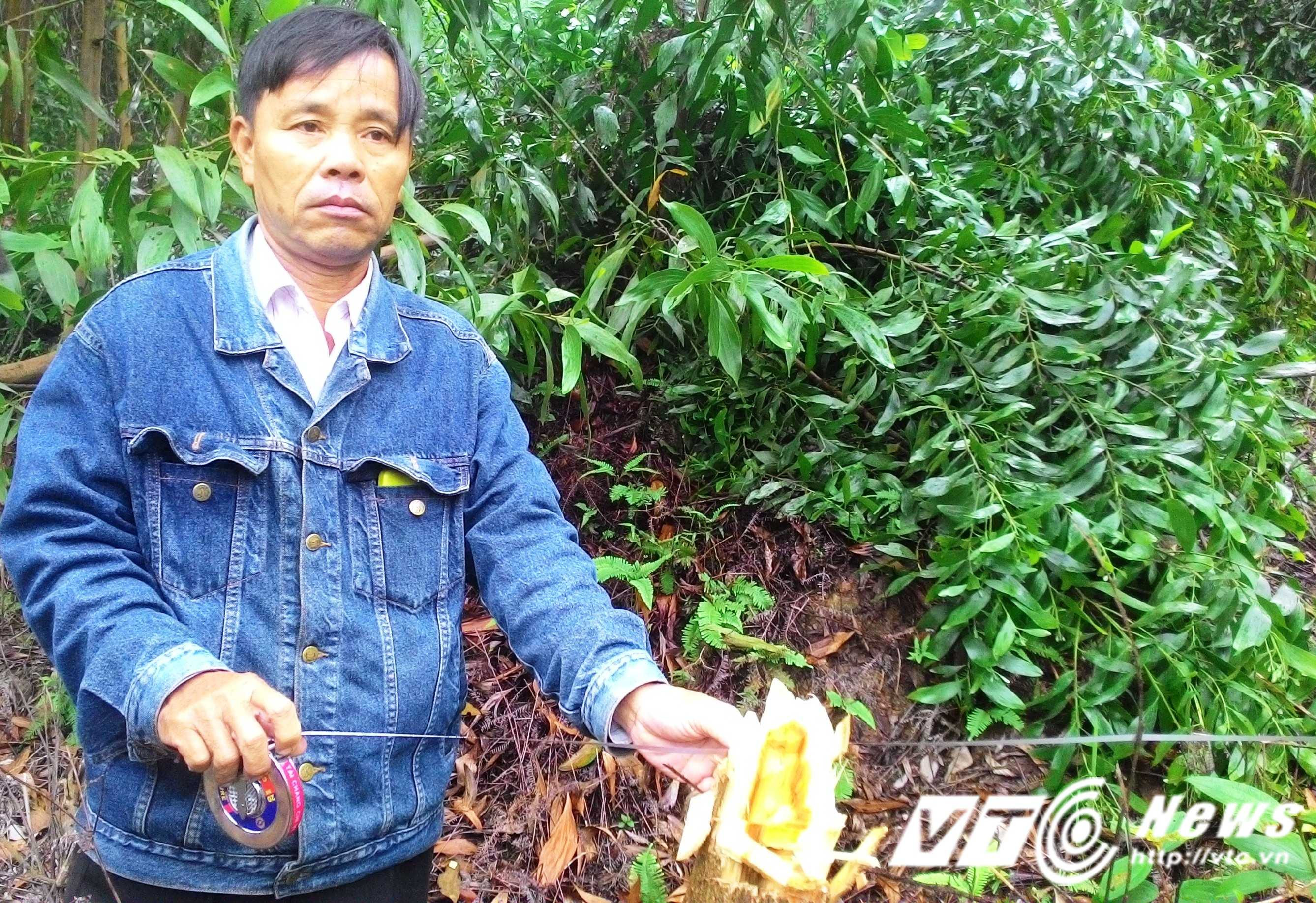 Ông Nguyễn Văn Quyền thất thần trước rừng cây bị phá.