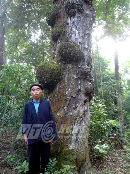 Nhiều thân cây u cục kỳ quái