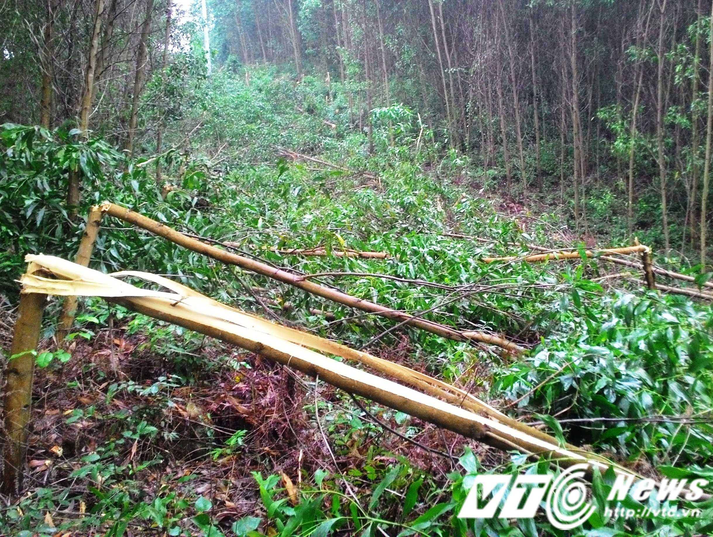 Đại diện lãnh đạo Công ty Điện lực Thừa Thiên - Huế khẳng định sẽ đền bù thỏa đáng cho dân có diện tích rừng bị phá.