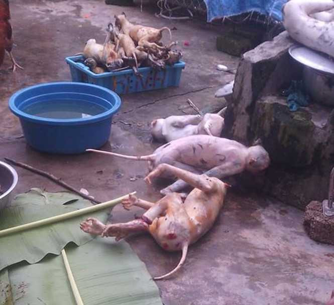Hàng chục con khỉ bị giết chết để nấu cao