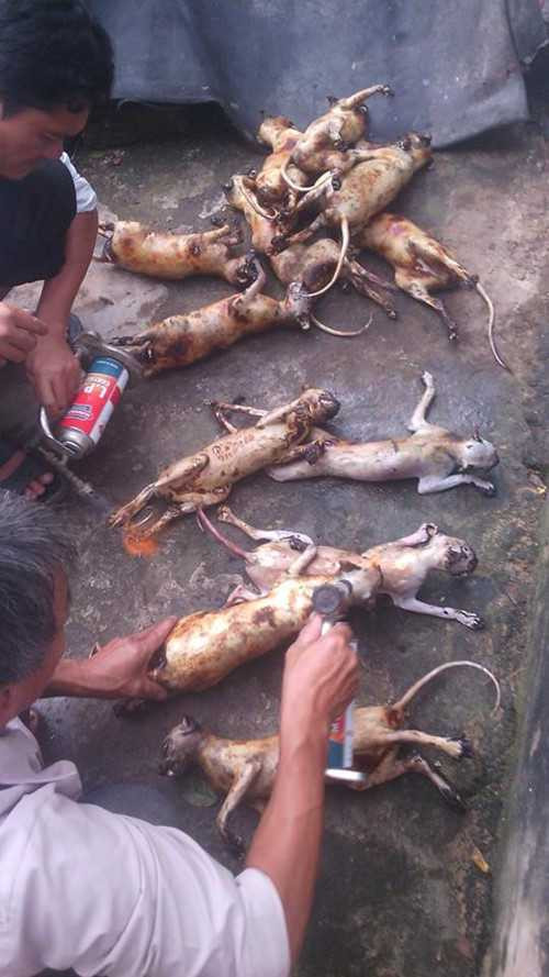 Hình ảnh rất nhiều con khỉ đã bị giết để nấu cao được đăng tải trên facebook cá nhân của Cường