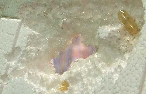 Thực phẩm chức năng Omega 3 Trung Quốc xuyên thủng xốp: Bộ Y tế lên tiếng