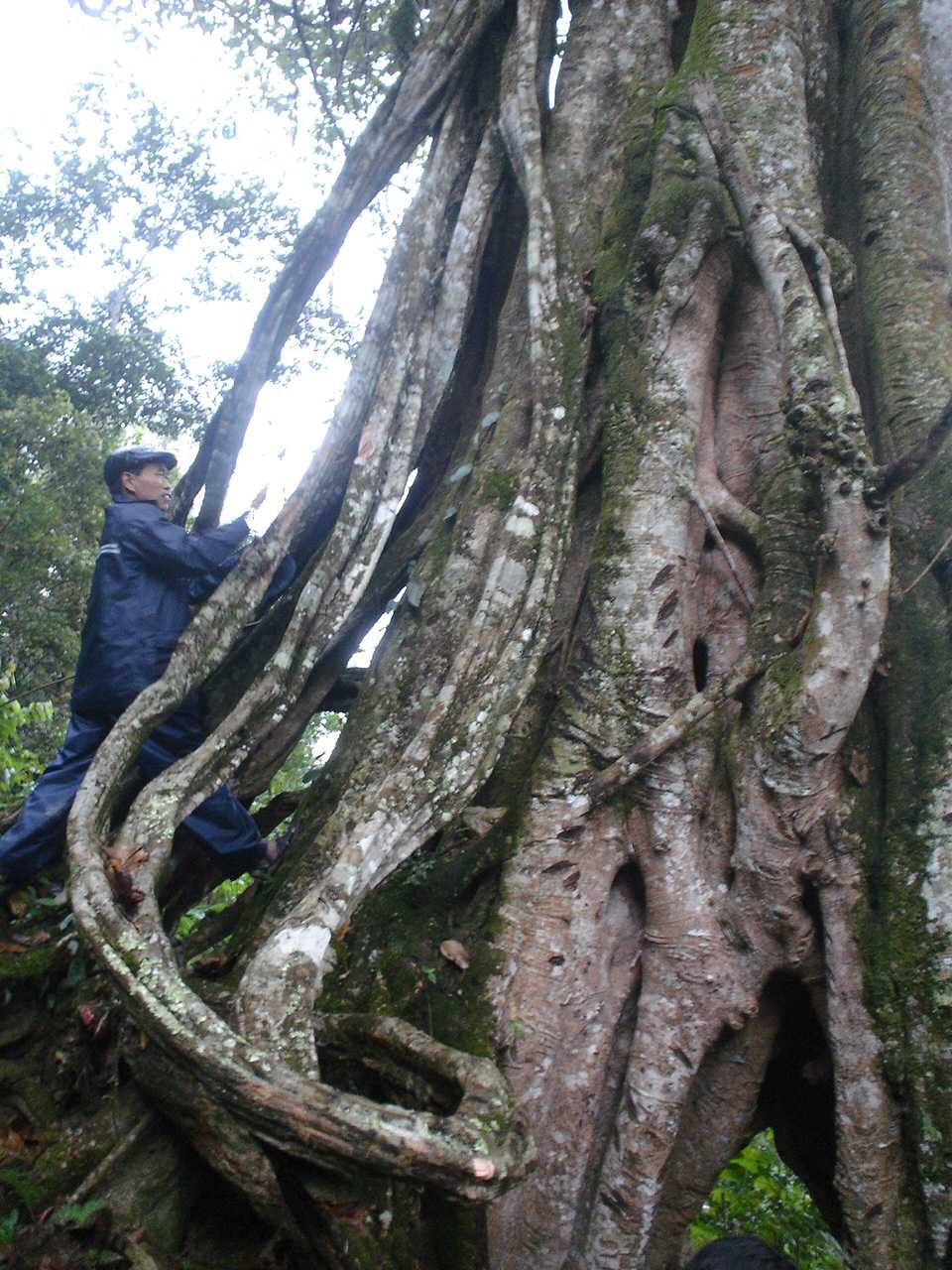 Cây đa khổng lồ trong rừng cấm