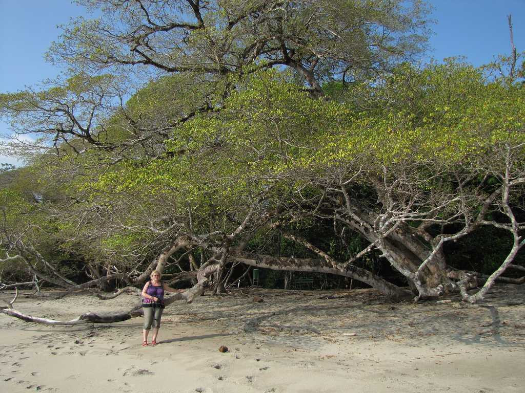 Giải mã loài cây kịch độc chỉ đứng cạnh cũng đi gặp... Thần Chết