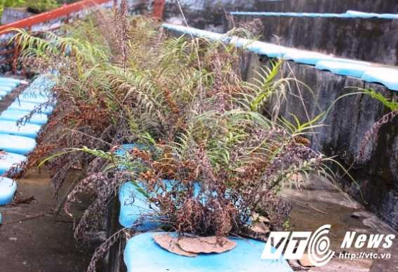 Sân khấu hóa thành bãi cỏ.