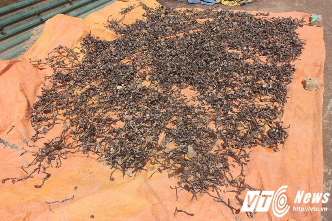 Ngoài nấm lim xanh, chủ đại lý S.L còn chỉ vào đám nấm trúc mốc meo đang phơi ở ngoài sân và khẳng định nó có thể chữa được bệnh.