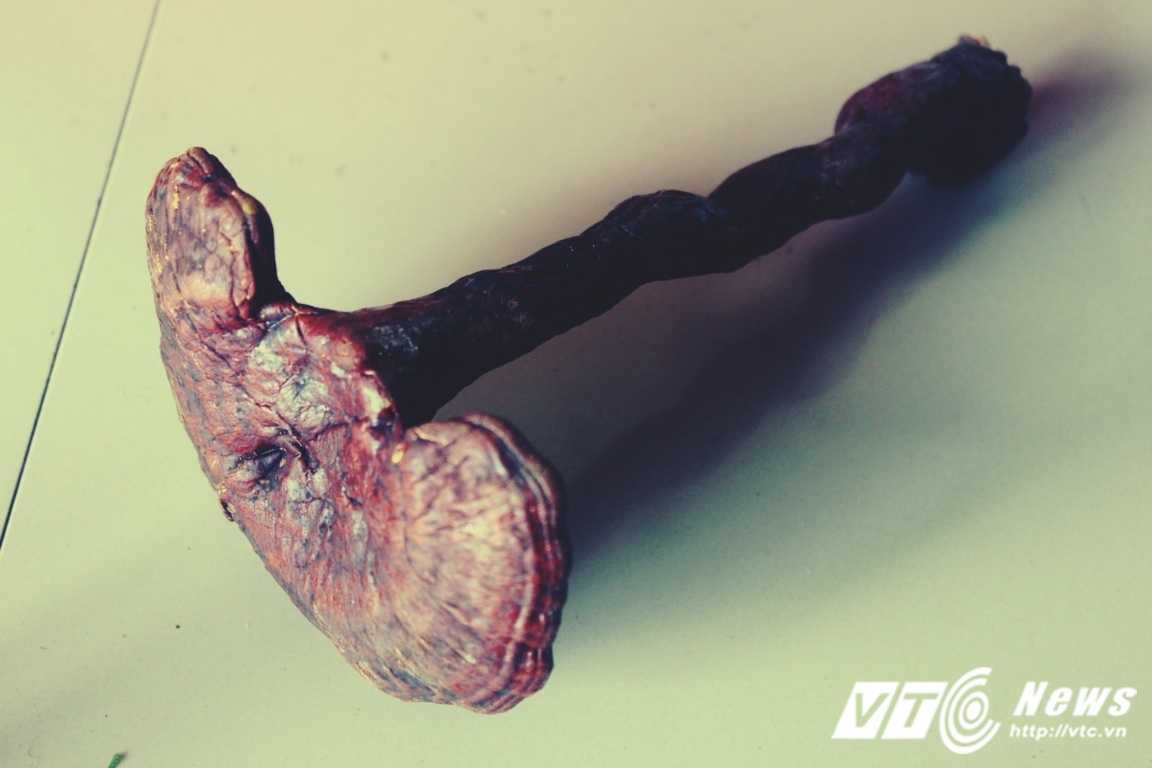 Đã có ca chết tức tưởi vì dùng nấm lim xanh.