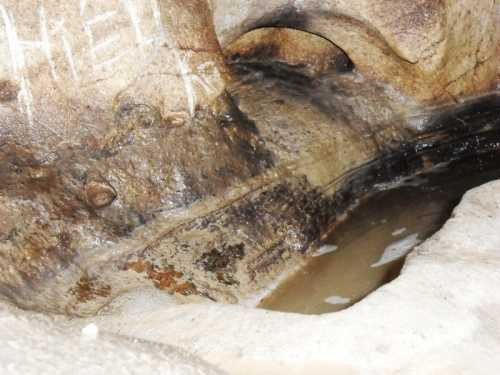 Hang máng lợn ở tỉnh Thái Nguyên Hang máng lợn ở tỉnh Thái Nguyên