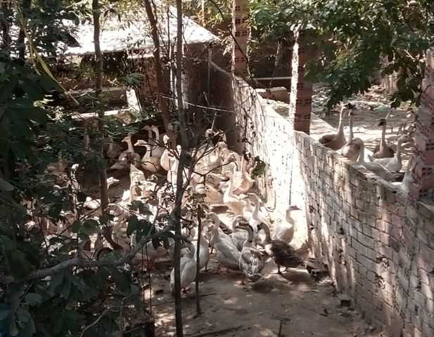 Trong khuôn viên tịnh xá được nuôi rất nhiều ngỗng gây ô nhiễm nặng.