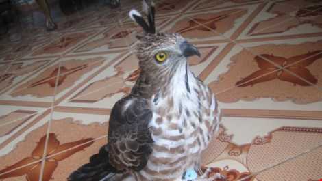 Cường lên Facebook khoe con chim với lời chú thích mới tóm được em nó Cường lên Facebook khoe con chim với lời chú thích mới tóm được em nó