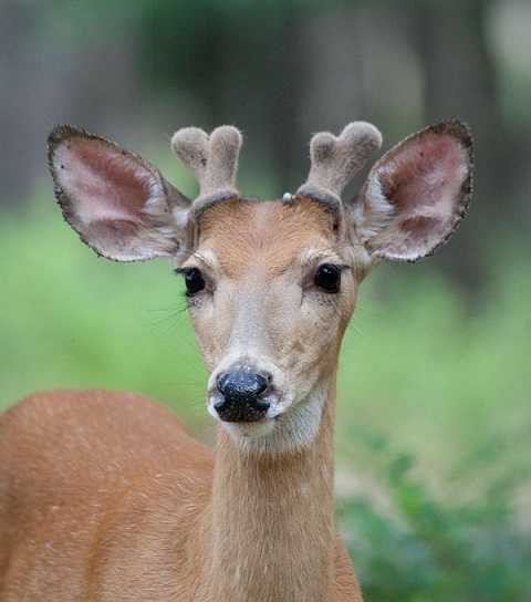 Nhung hươu thu hoạch vào mùa xuân