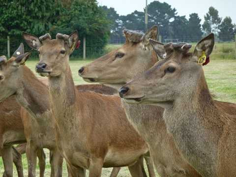 Ngành công nghiệp nuôi hươu ở New Zealand