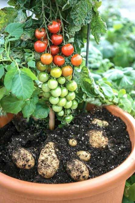 TomTato là giống cây lai giữa cà chua và khoai tây