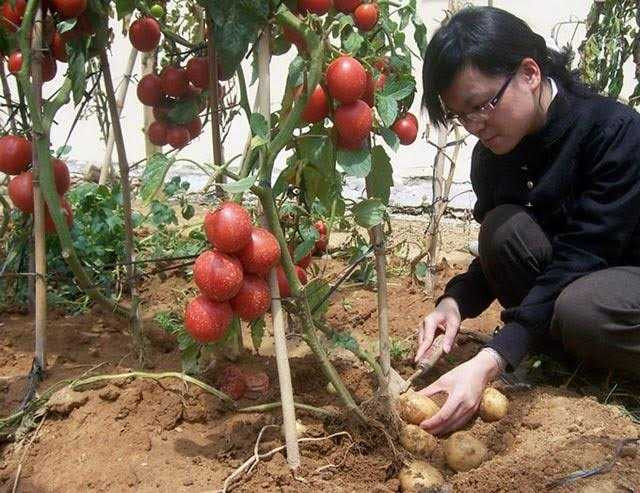 TomTato tại Việt Nam