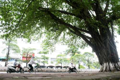 Trên đường Kim Mã, ven hồ Thủ Lệ chỉ giữ lại và cắt tỉa duy nhất một cây đa cổ thụ vì nằm ở đoạn cua không ảnh hưởng nhiều đến thi công. Ảnh: Bá Đô