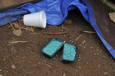 Mọi nỗ lực tiêu diệt lũ chuột đều vô dụng Mọi nỗ lực tiêu diệt lũ chuột đều vô dụng