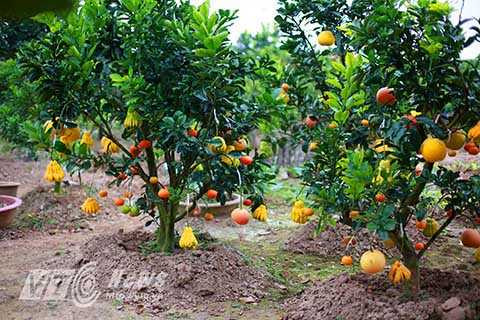 Trong vườn nhà ông Tỉnh, có tới hơn 20 gốc cây ngũ quả, và tất cả đều đã có chủ.