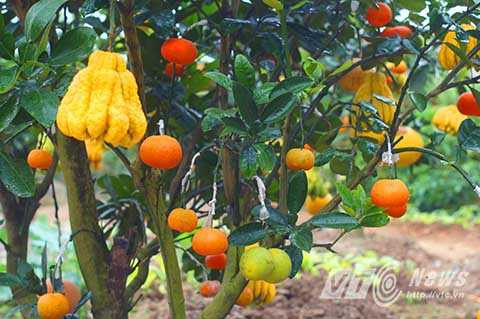 Vườn cây ngập tràn sắc màu các loại quả.