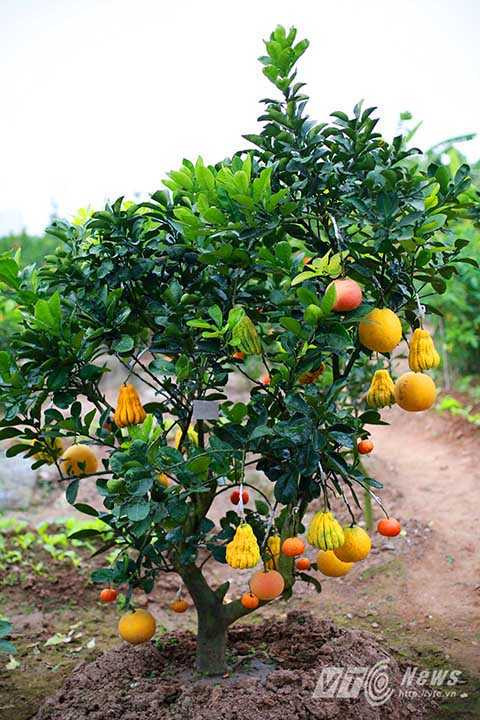 Trên cây ngũ quả luôn phải có 5 loại gồm bưởi, cam, quýt, phật thủ, quất mới đảm bảo độ thẩm mỹ tối thiểu cho cây.