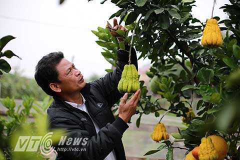 Để có vườn ngũ quả đẹp, ngay từ tháng 6 âm lịch, tôi tiến hành ghép cam canh, bưởi sần, bưởi Diễn, bưởi đỏ. Riêng phật thủ ra hoa và chín muộn hơn nên khoảng tháng 9 tôi mới tiến hành ghép, ông Tỉnh bật mí.