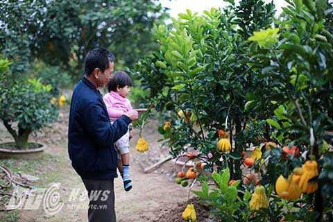 Cứ mỗi dịp tết đến xuân về là vườn cây của ông lại thu hút được rất nhiều sự quan tâm bởi sự độc đáo, đẹp mắt của những cây ngũ quả.