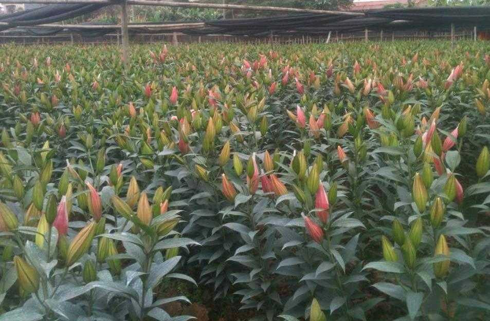 Những vườn hoa ly trực bung nở dù 3 tuần nữa mới tới Tết Nguyên đán