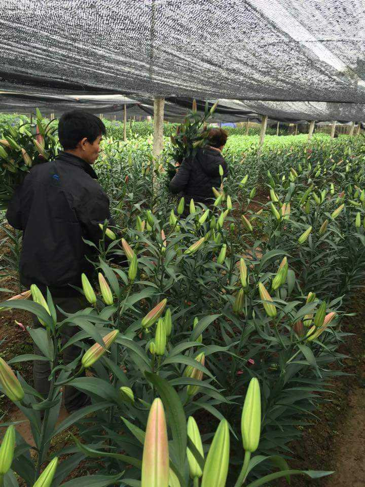 Người dân làng hoa Tây Tựu thu hoạch hoa bán sớm