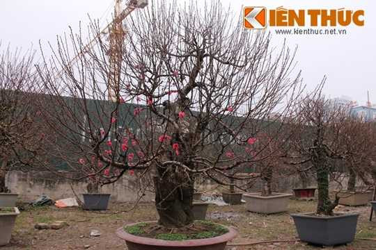  Thị trường Tết đã nhộn nhịp đủ các loại cây cảnh độc lạ để thu hút người mua. Năm nay, hàng loạt cây đào thế chơi Tết đã được các nhà vườn bán và cho thuê khá sớm. Tùy từng loại đào (gốc cổ thụ, đào hai loại hoa khác nhau) và tuổi đời từng gốc mà cây được định giá khác nhau, thậm chí, hét giá trên trời. 