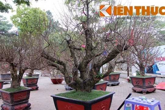  Một chủ vườn đào Nhật Tân cho biết, giá của cây đào thế quần tụ này là 50 triệu đồng, ngoài bán, nhà vườn cũng có khách thuê chơi Tết. 